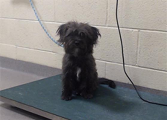 Shelter Stray Female Dog last seen E HAMPDEN AVE & S YOSEMITE ST DENVER CO 80231, 1241 W Bayaud Ave, Denver, CO 80223, USA