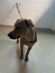 Shelter Stray Male Dog last seen BURLINGTON AC, 221 Stone Quarry Rd, Burlington, NC 27217, USA