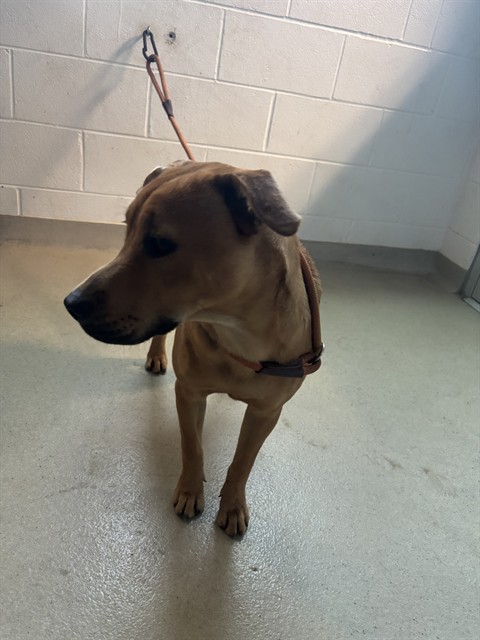 Shelter Stray Male Dog last seen BURLINGTON AC, 221 Stone Quarry Rd, Burlington, NC 27217, USA