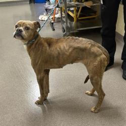 Shelter Stray Female Dog last seen Near BLOCK W BAYAUD AVE, DENVER CO 80223, 1241 W Bayaud Ave, Denver, CO 80223, USA