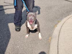 Shelter Stray Male Dog last seen Near BLOCK MARX ST, DETROIT, MI ,48203, 7401 Chrysler Dr, Detroit, MI 48211, USA
