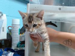 Shelter Stray Female Cat last seen Near BLOCK ATRISCO VISTA BLVD, 11800 Sunset Gardens Rd SW, Albuquerque, NM 87121, USA