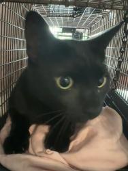 Shelter Stray Unknown Cat last seen Near BLOCK DILIDO BLVD, MIRAMAR FL 33023, 2400 SW 42nd St, Fort Lauderdale, FL 33312, USA