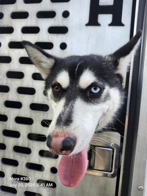 Shelter Stray Female Dog last seen Near BLOCK W MAYFIELD BLVD, 4710 TX-151, San Antonio, TX 78227, USA