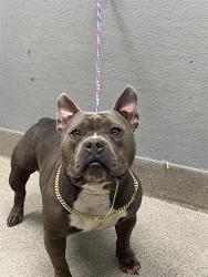 Shelter Stray Male Dog last seen Near BLOCK S LAS VEGAS BLVD, LAS VEGAS NV 89109, 655 N Mojave Rd, Las Vegas, NV 89101, USA