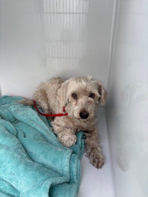 Shelter Stray Male Dog last seen , 232 Eslinger Way, Sanford, FL 32773, USA
