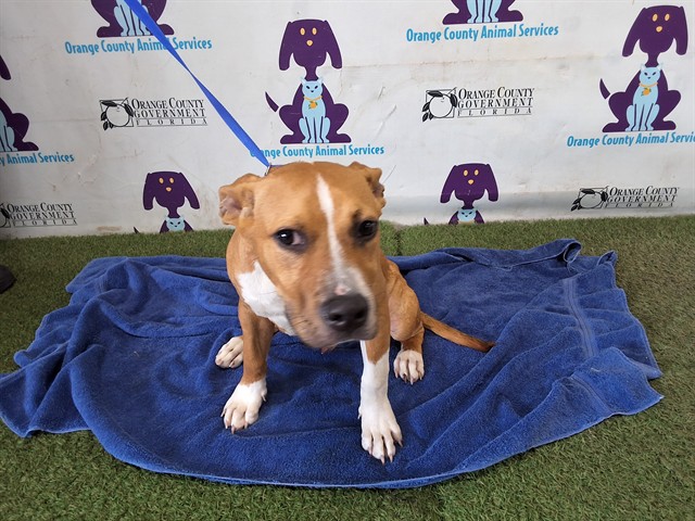 Shelter Stray Male Dog last seen , 2769 Conroy Rd, Orlando, FL 32839, USA