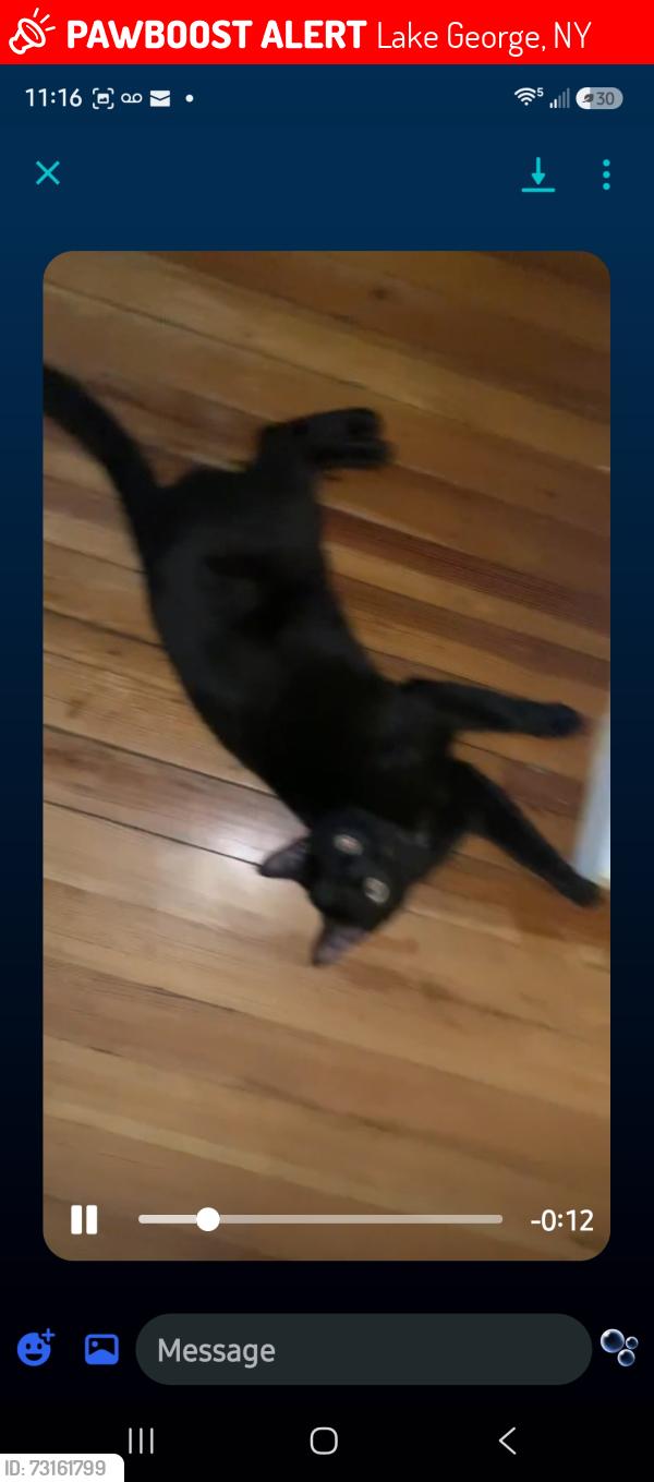 Lost Male Cat last seen Pine Cone Cottages, Lake George, NY 12845
