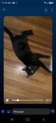 Lost Male Cat last seen Pine Cone Cottages, Lake George, NY 12845