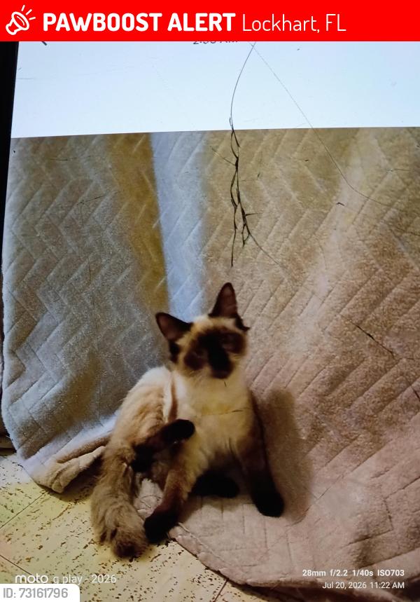 Lost Male Cat last seen Mott ave between Edgewater Dr and 441, Lockhart, FL 32810