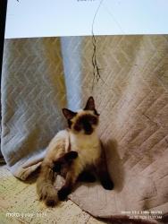 Lost Male Cat last seen Mott ave between Edgewater Dr and 441, Lockhart, FL 32810