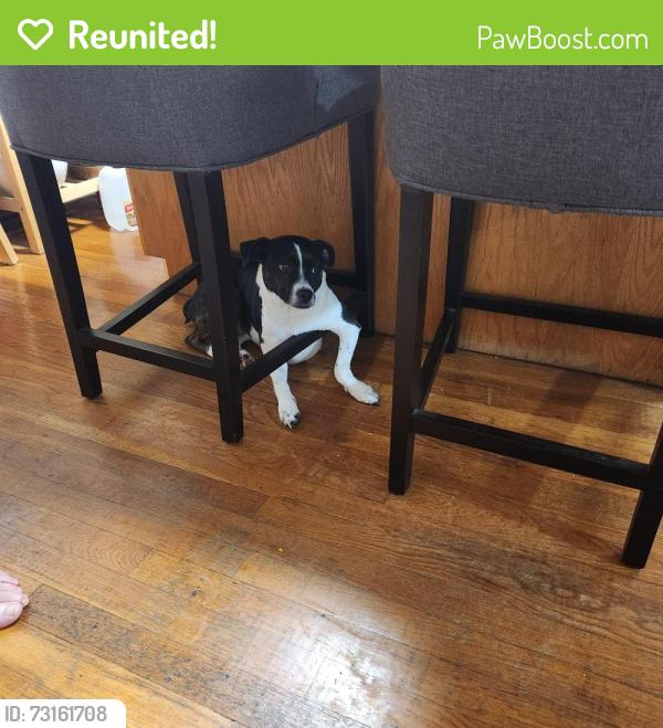 Reunited Female Dog last seen Millers run road and school street, Cuddy, PA 15031