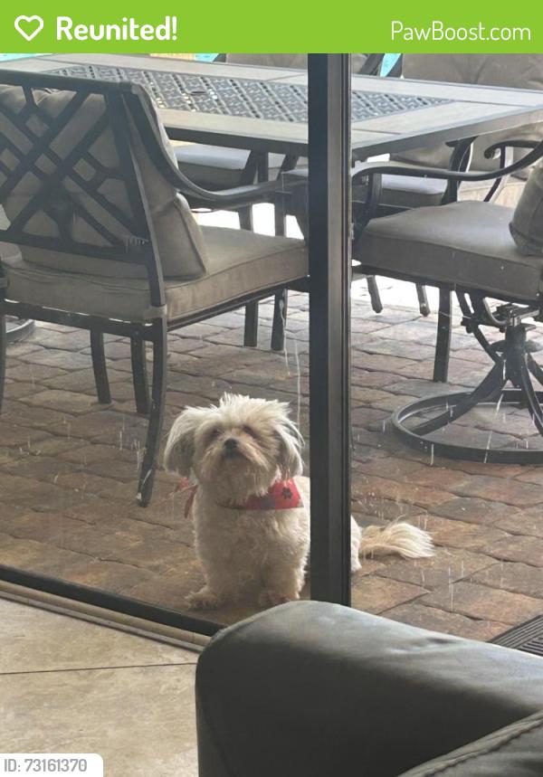 Reunited Male Dog last seen Hale rd, bell lake rd, Land O' Lakes, FL 34639