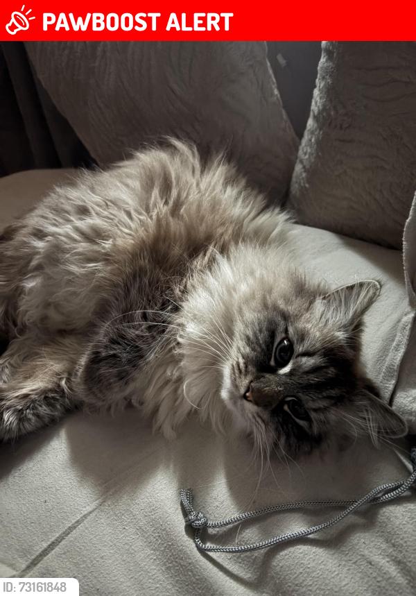Lost Female Cat last seen Streetsville, Mississauga, ON L5M 2P1