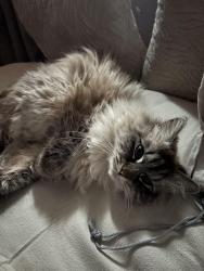 Lost Female Cat last seen Streetsville, Mississauga, ON L5M 2P1