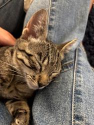 Found/Stray Female Cat last seen Near S Pearl St, Denver, CO 80210, Denver, CO 80210