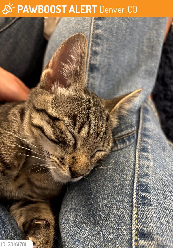 Found/Stray Female Cat last seen Near S Pearl St, Denver, CO 80210, Denver, CO 80210