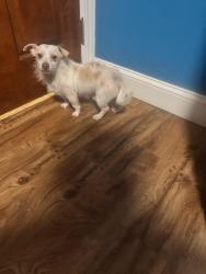 Found/Stray Male Dog last seen Talc Mine Rd near Gurney Rd Robbins NC, Moore County, NC 27325