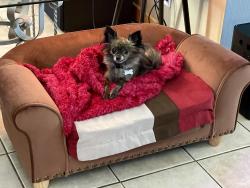 Reunited Female Dog last seen Riverwoods Dr, Bend, OR 97702