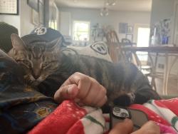 Lost Male Cat last seen Near national ave grand rapids, Grand Rapids, MI 49504