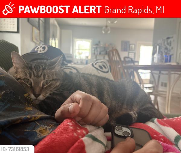 Lost Male Cat last seen Near national ave grand rapids, Grand Rapids, MI 49504
