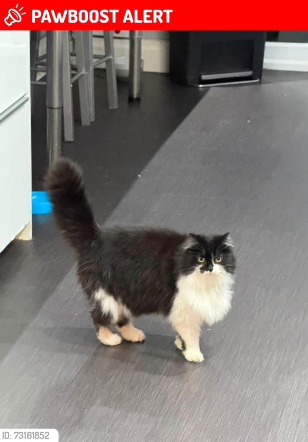 Lost Female Cat last seen Buxton/Chatsworth, Stretford, England M32 9GD
