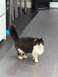 Lost Female Cat last seen Buxton/Chatsworth, Stretford, England M32 9GD