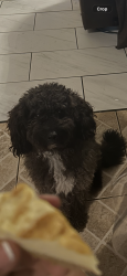 Reunited Male Dog last seen Paw Paws place, Asheboro, NC 27203