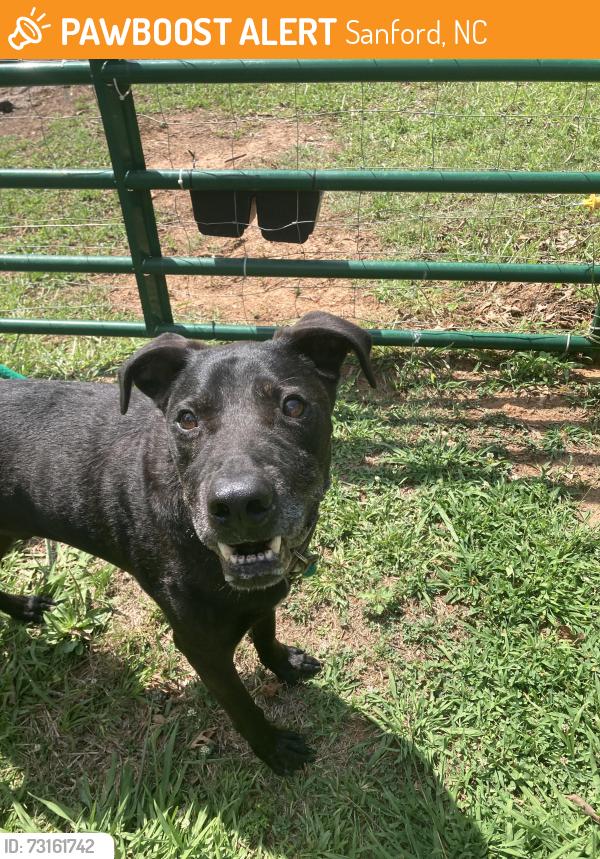 Found/Stray Male Dog last seen Great Dane rd and South Plank Rd., Sanford, NC 27330