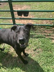 Found/Stray Male Dog last seen Great Dane rd and South Plank Rd., Sanford, NC 27330