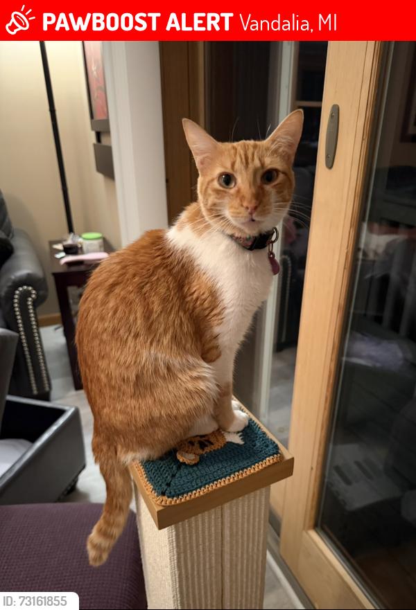 Lost Female Cat last seen Lakeview dr/curtis/m-60, Vandalia, MI 49095