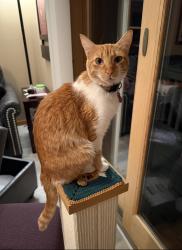 Lost Female Cat last seen Lakeview dr/curtis/m-60, Vandalia, MI 49095