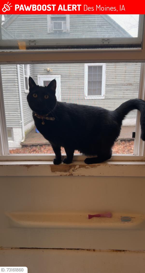Lost Male Cat last seen 27th and Payne, Des Moines, IA 50310