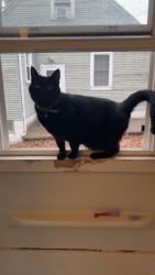 Lost Male Cat last seen 27th and Payne, Des Moines, IA 50310