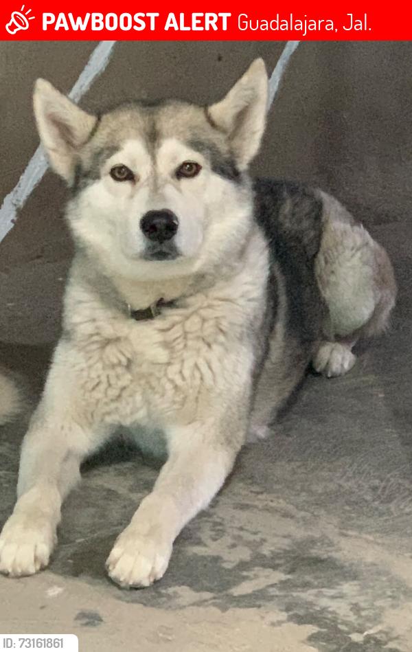 Lost Male Dog last seen Templo de Santa Martha, Guadalajara, Jal. 