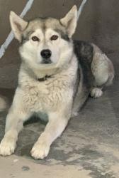 Lost Male Dog last seen Templo de Santa Martha, Guadalajara, Jal. 