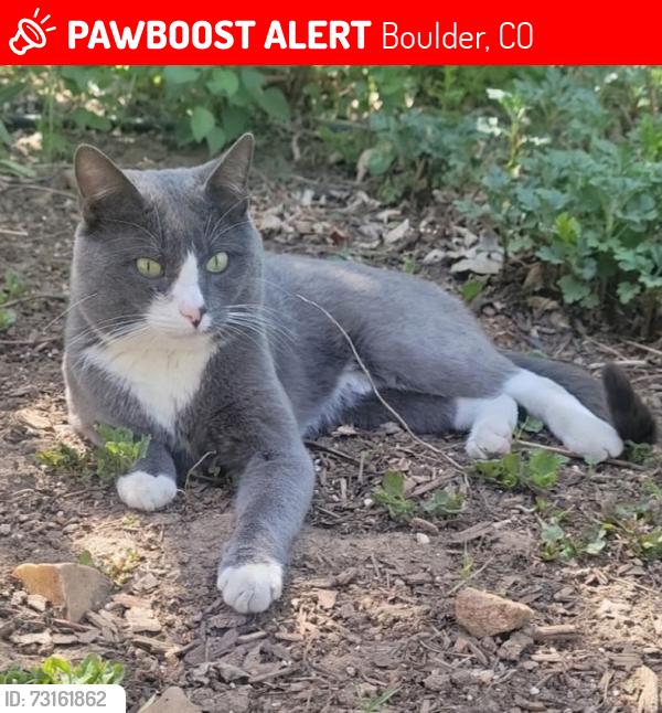 Lost Male Cat last seen Violet and 20th, Boulder, CO 80304