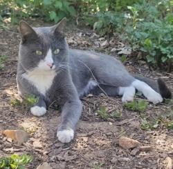 Lost Male Cat last seen Violet and 20th, Boulder, CO 80304