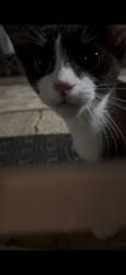 Found/Stray Female Cat last seen pine knot dr, Garland, TX 75044