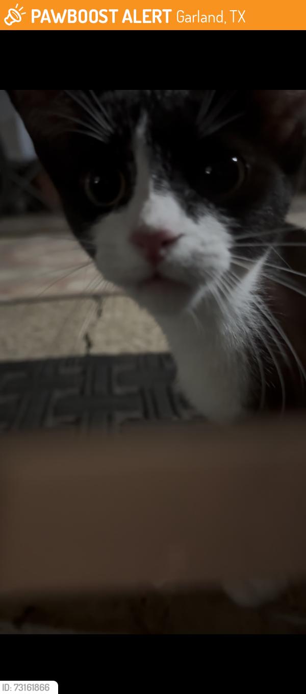 Found/Stray Female Cat last seen pine knot dr, Garland, TX 75044