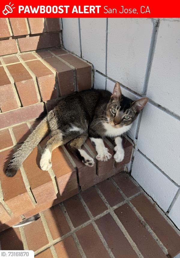Lost Male Cat last seen Murillo Ave Groesbeck Hill Dr, San Jose, CA 95148