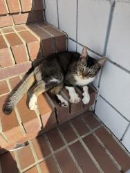 Lost Male Cat last seen Murillo Ave Groesbeck Hill Dr, San Jose, CA 95148