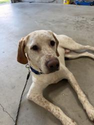 Found/Stray Male Dog last seen Jack Britt area, Hope Mills, NC 28306