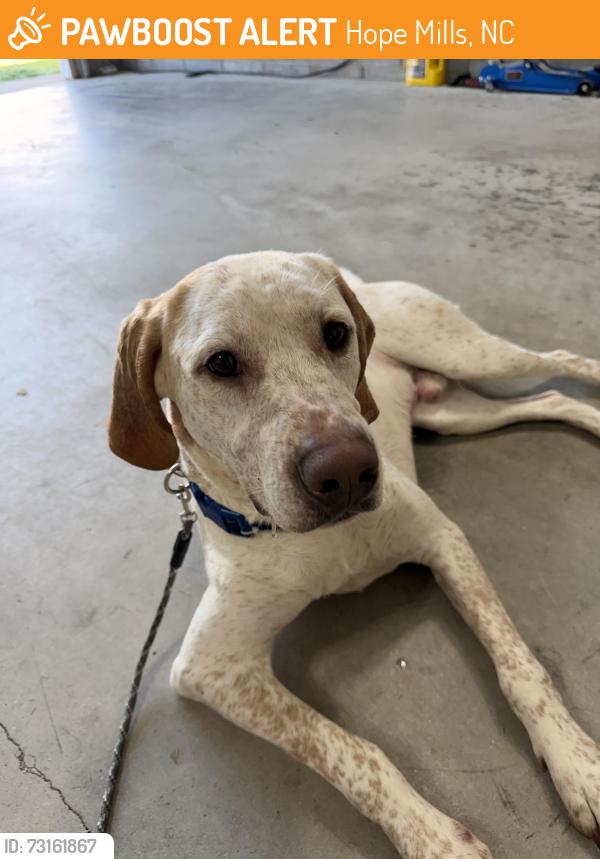 Found/Stray Male Dog last seen Jack Britt area, Hope Mills, NC 28306