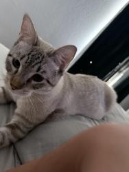 Lost Male Cat last seen The domain at Ellington, Houston, TX 77034