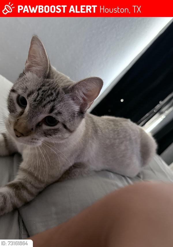 Lost Male Cat last seen The domain at Ellington, Houston, TX 77034