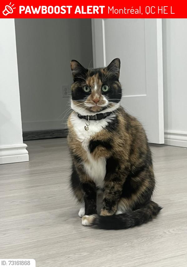 Lost Female Cat last seen Near rue chabot, Montréal, QC H2E 2L7