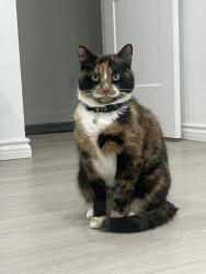 Lost Female Cat last seen Near rue chabot, Montréal, QC H2E 2L7