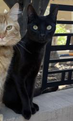Reunited Male Cat last seen Juniper St & Amaranth Ln, Nipomo, CA 93444