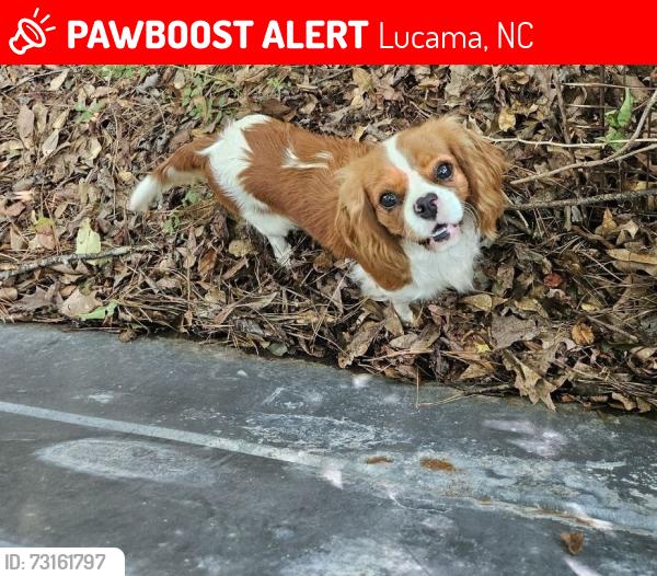 Lost Female Dog last seen Lloyd road, Wiggins mill road, governor hunt road, st rose church road, 42 W papa jacks grill, Lucama, NC 27851